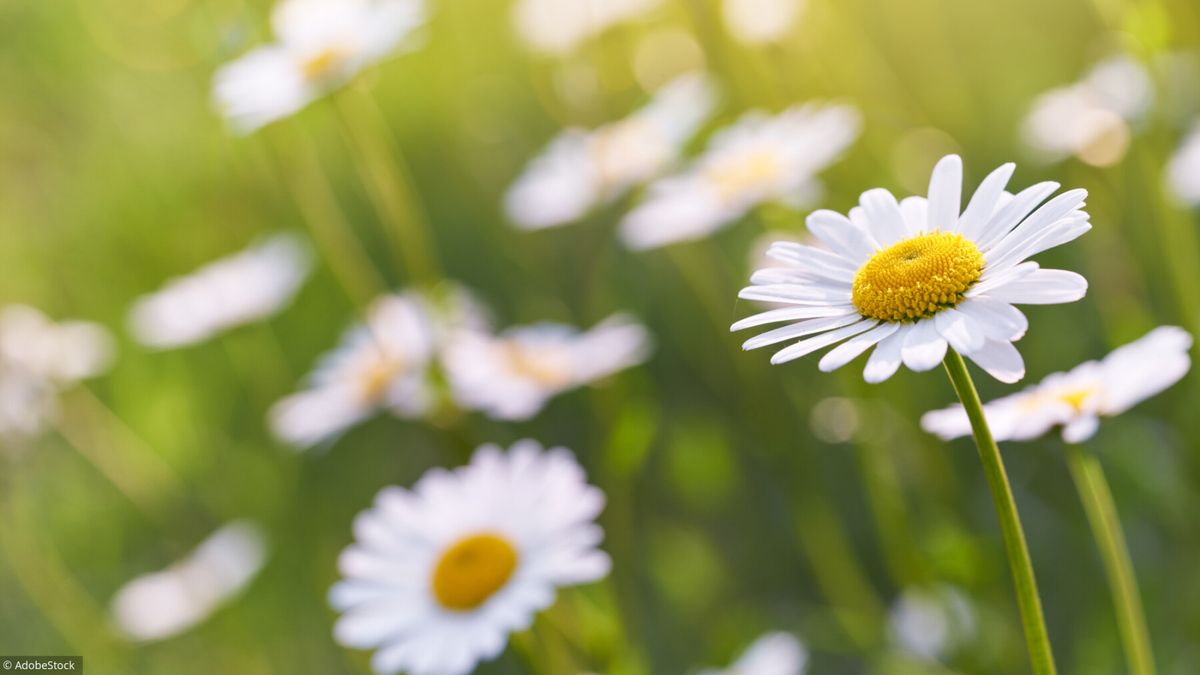 Se soigner par les plantes: les bienfaits de la pâquerette