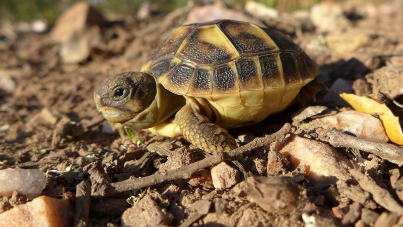 tortue