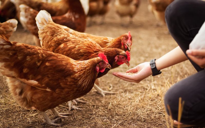 L'Anses recommande la création d'un "Nutriscore" sur le bien-être animal, bonne idée?